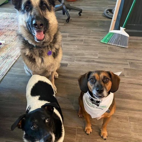 Pooper Scooper Service Pawfect Poop Removal Dog Poop Removal Service