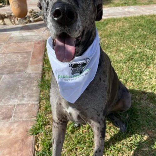 Pooper Scooper Service Pawfect Poop Removal Dog Poop Removal Service