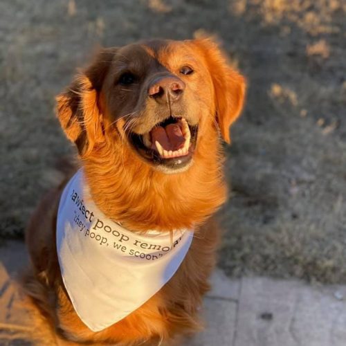 Pooper Scooper Service Pawfect Poop Removal Dog Poop Removal Service