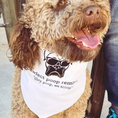 Pooper Scooper Service Pawfect Poop Removal Dog Poop Removal Service